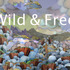 20120926193602-wildandfree_postcarda