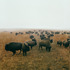 20120929000026-bison_at_maxwell_game_preserve__roxbury__kansasweb