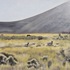 20120929143302-arizona_pronghorn_2011__18_22_x_36_22_