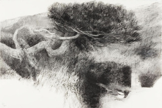 Tree and Magpie,Bridget Macdonald