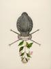 20121002002545-cinchona_pubescens_nago_hanah_1