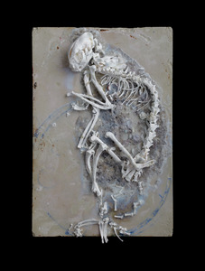 20121002104257-faunfaun