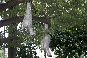 20121002112902-adip_dutta_nestled_img_1