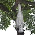 20121002113100-adip_dutta_nestled_img_2