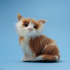 20121003233325-cat8