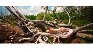 20121005042054-tree_nbc