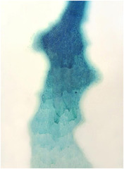 Glacial Ghost (Fata Morgana) (detail),Liz Ward