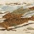 20121007214053-big_nw595_sftroutreflections