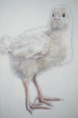 Chick,Hannah Hardy