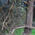 20121008182312-trail_pattern1_