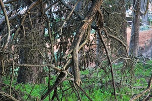 20121008182552-trail_pattern2