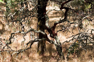 20121008193449-guardian_mg_5881