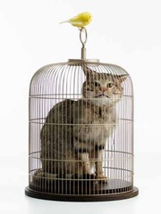 Catt (Fake Cattelan sculpture),EVA AND FRANCO MATTES aka 0100101110101101.org
