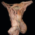 20121009030655-torso_i_