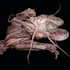 20121009031927-torso_iv