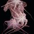 20121009032050-torso_xix