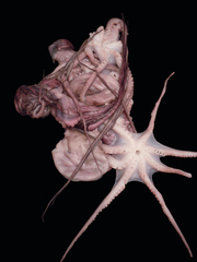 TORSO XXI,Zoia Skoropadenko
