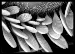 20121009205225-moth_plume_scales_sheri_neva