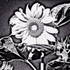 20121009210205-sunflower_at_night