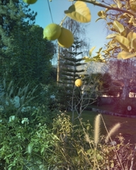 lemon tree  ,Melanie Schiff