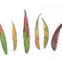 20121011004557-fireweed
