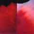 Weiner_-_genesis__25x50_