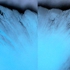 Weiner_-_desire__25x50_