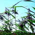 20121014191502-hay_in_the_summer