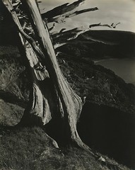Cypress, Point Lobos ,Edward Weston
