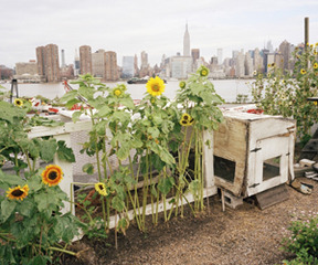  Eagle Street Rooftop Farm,Rob Stephenson