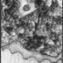X_meditation-the_heart_in_the_gearworks