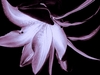 Portrait_lilly-2