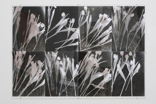 Tulips,Amy Granat