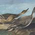 20121029002139-1863_17_227_northernpintail_oe__1__0