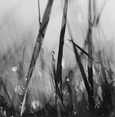 Scattered Light #1,David Akiba