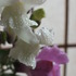 20121031150246-dscf4262