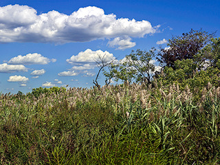 Grassy wetland at Brant Point along Jamaica Bay in Rockaway, Queens,Roger Generazzo