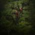 20121102152444-treeb_10_copy