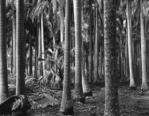 Florida Palms,Brett Weston