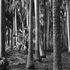 20121103064910-bw_florida_trees