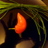 20121103194049-chive_pepper