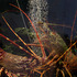 20121106005601-crayfishf