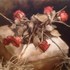 20121116082546-roses_final