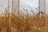 20121111130831-anselm_kiefer_1