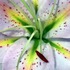 20121111212023-18_the_kiss_smaller_