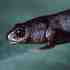 20121111212045-21_gargantuan_smaller_