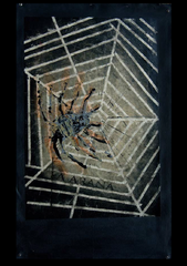 La Arana (The Spider),Fernando Sanchez Aceves