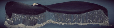 20121114094903-tailfluke