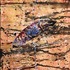 20121117183619-ethnical_graffiti_4__acrylic_on_canvas__20x25_cm