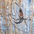20121117183911-ethnical_graffiti_16__acrylic_on_canvas__40x45_cm